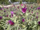 Echium amoenum