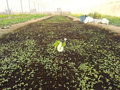 سرخارگل