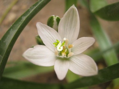 والک - گل آقا - تره کوهی