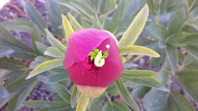 گل صد تومانی