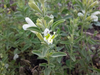 زرین گیاه