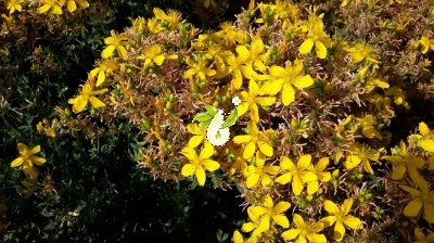 گل راعی