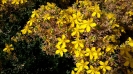 Hypericum perforatum L
