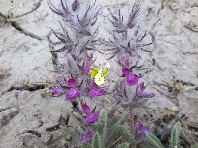 چای کوهی