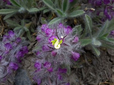 چای کوهی
