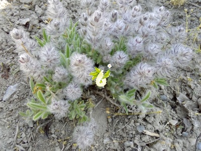چای کوهی
