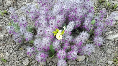 چای کوهی