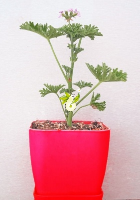 شمعدانی عطری