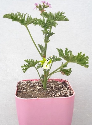 شمعدانی عطری
