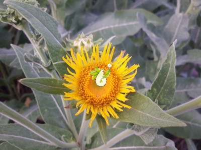 زنجبیل شامی