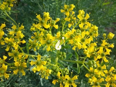 سداب