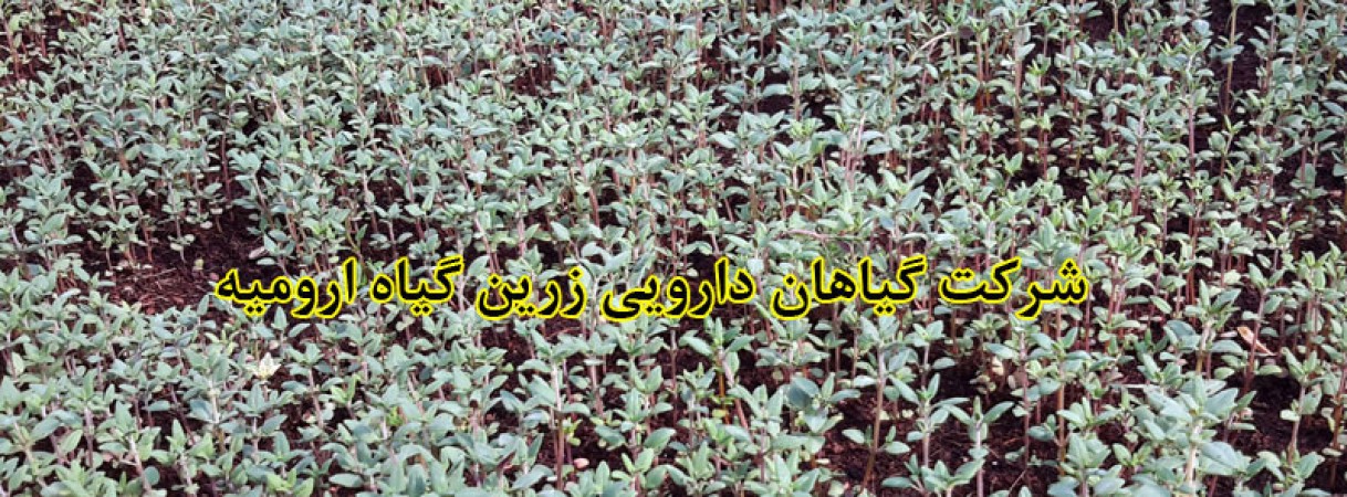کاشت و فروش انواع نشاء و قلمه گیاهان دارویی