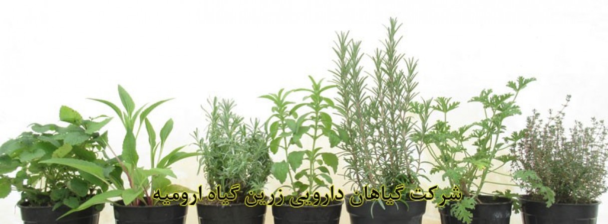 تولید گلدانی گیاهان دارویی به درخواست مشتری