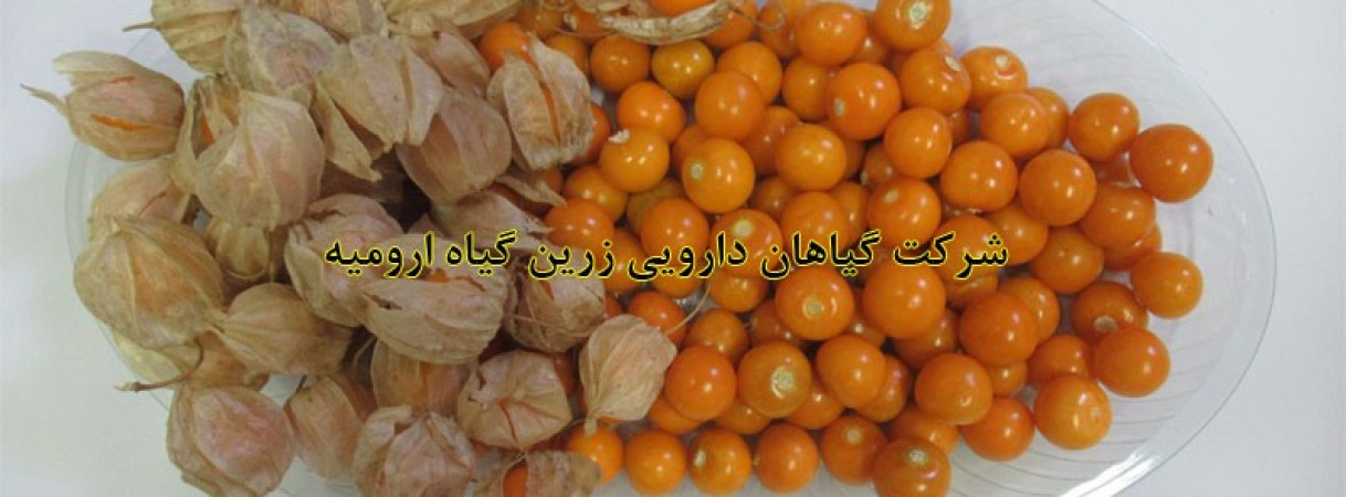 تولید نشاء و میوه فیسالیس خوراکی