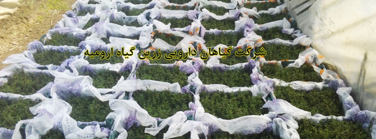 بسته بندی اصولی نشاء و قلمه گیاهان دارویی