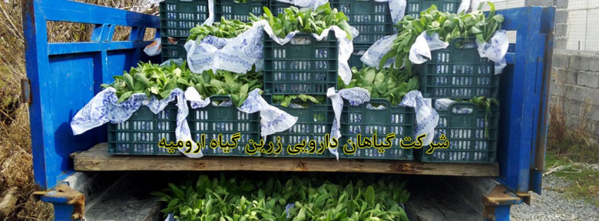 چینش اصولی نشاء و قلمه در موقع ارسال