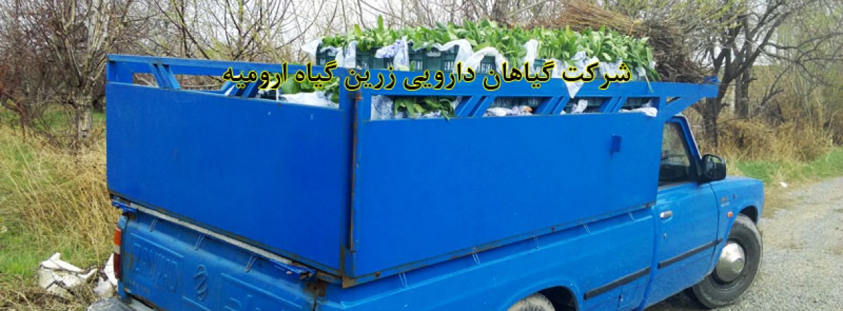 ارسال نشاء و قلمه گیاهان دارویی به همه جای ایران