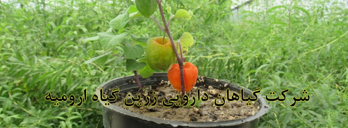 تولید نشاء فیسالیس دارویی