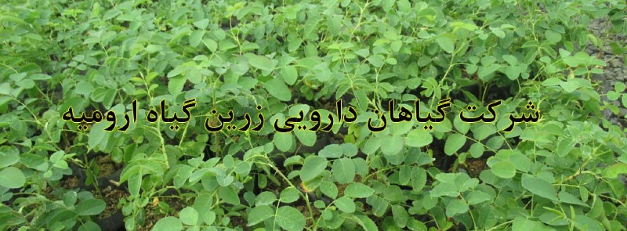 تولید نهال و قلمه گل محمدی