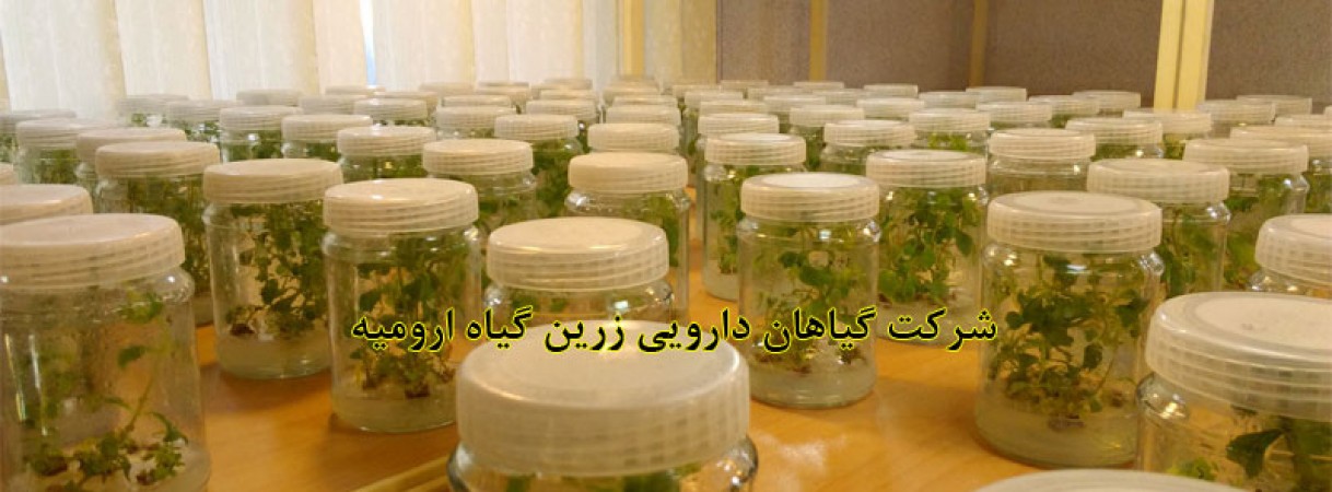 تولید کشت بافتی بعضی از گیاهان دارویی