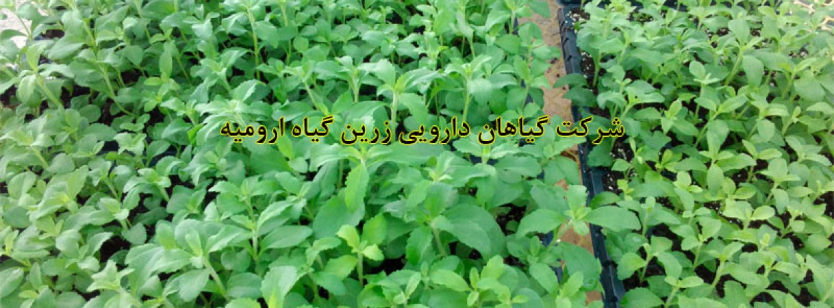 تولید در سینی کشت به درخواست مشتری